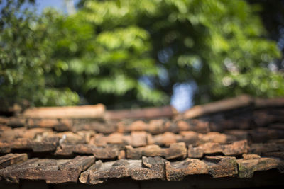 Close-up of log in forest