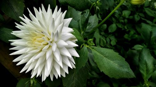 Close-up of white flower blooming outdoors