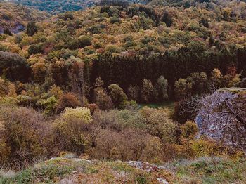 Scenic view of pine trees in forest