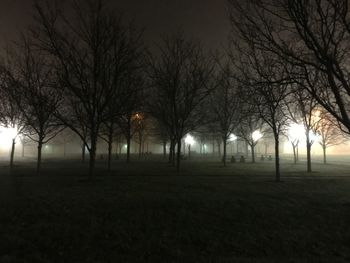 Bare trees on field at night