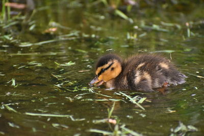 Duck swimming in a lake