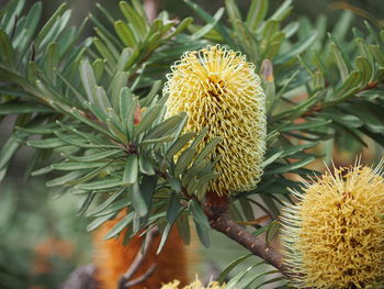 Close-up of pine cones on plant