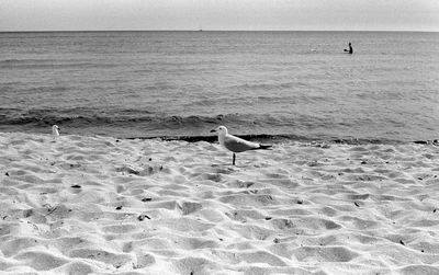 Birds swimming in sea against sky