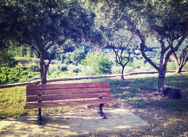 tree, bench, park - man made space, absence, empty, tranquility, park bench, growth, branch, nature, park, tranquil scene, seat, tree trunk, beauty in nature, sunlight, chair, day, grass, shadow