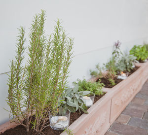 Close-up of plants growing on field