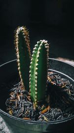 Close-up of succulent plant