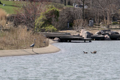 Birds in a lake