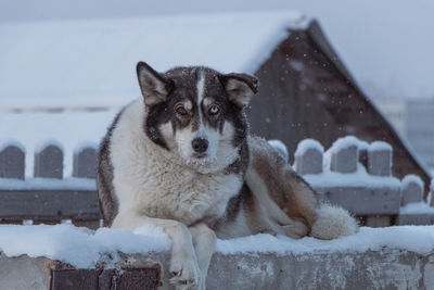 Portrait of dog on snow covered landscape during winter