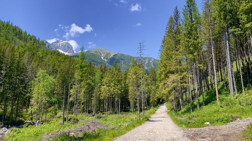 Road amidst plants and trees against sky