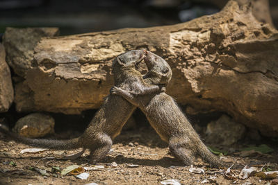 Monkey sitting on rock