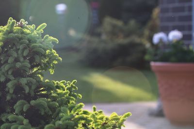 Close-up of plant