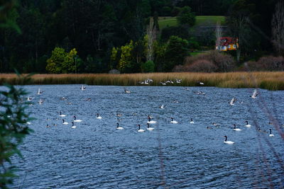 Swans swimming in lake