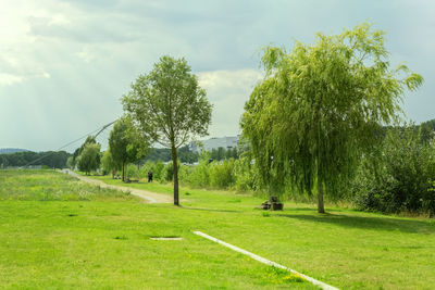 Trees on field against sky