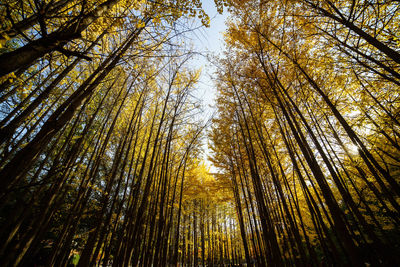 Low angle view of trees in forest against sky