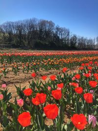 Red tulips growing on field against sky