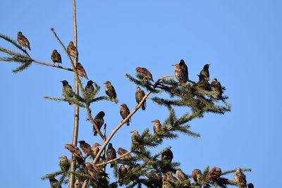 Low angle view of bird perching on tree against sky