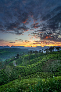 Scenic view of agricultural field against sky during sunset