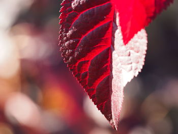 Close-up of red leaves