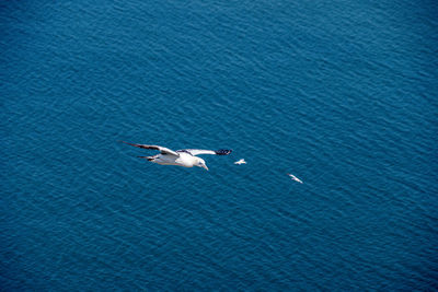 High angle view of seagulls on sea