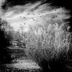 Flock of birds flying over white background