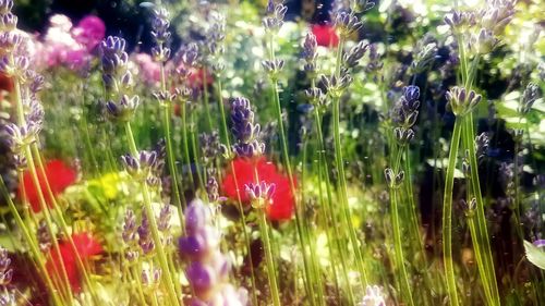 Close-up of purple flowering plants on field