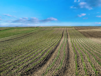 Scenic view of agricultural field against sky