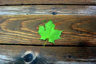 High angle view of leaves on wooden plank