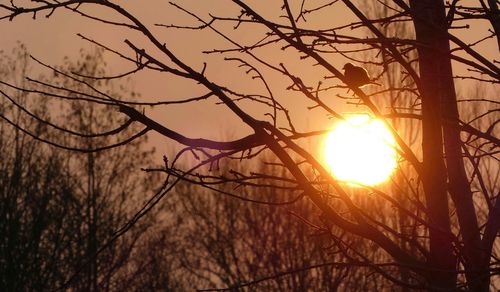 Close-up of sun shining through bare tree with bird