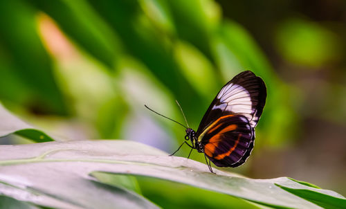 Close-up of butterfly on leaf