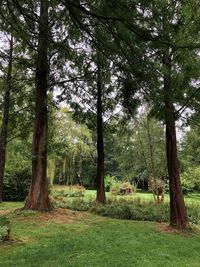 Trees in forest