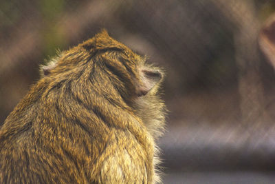 Crab-eating macaque in the zoo