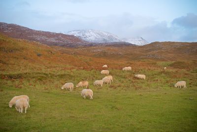 Sheep grazing in a field