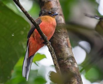 Close-up of bird perching on branch
