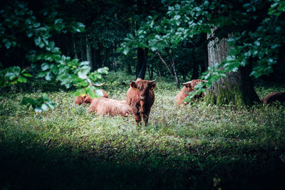 View of an animal on field