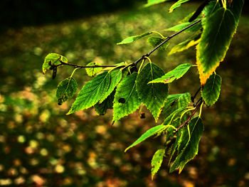 Close-up of leaves on plant