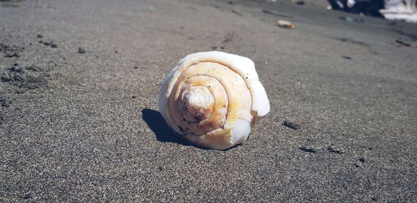 Close-up of seashell on the beach