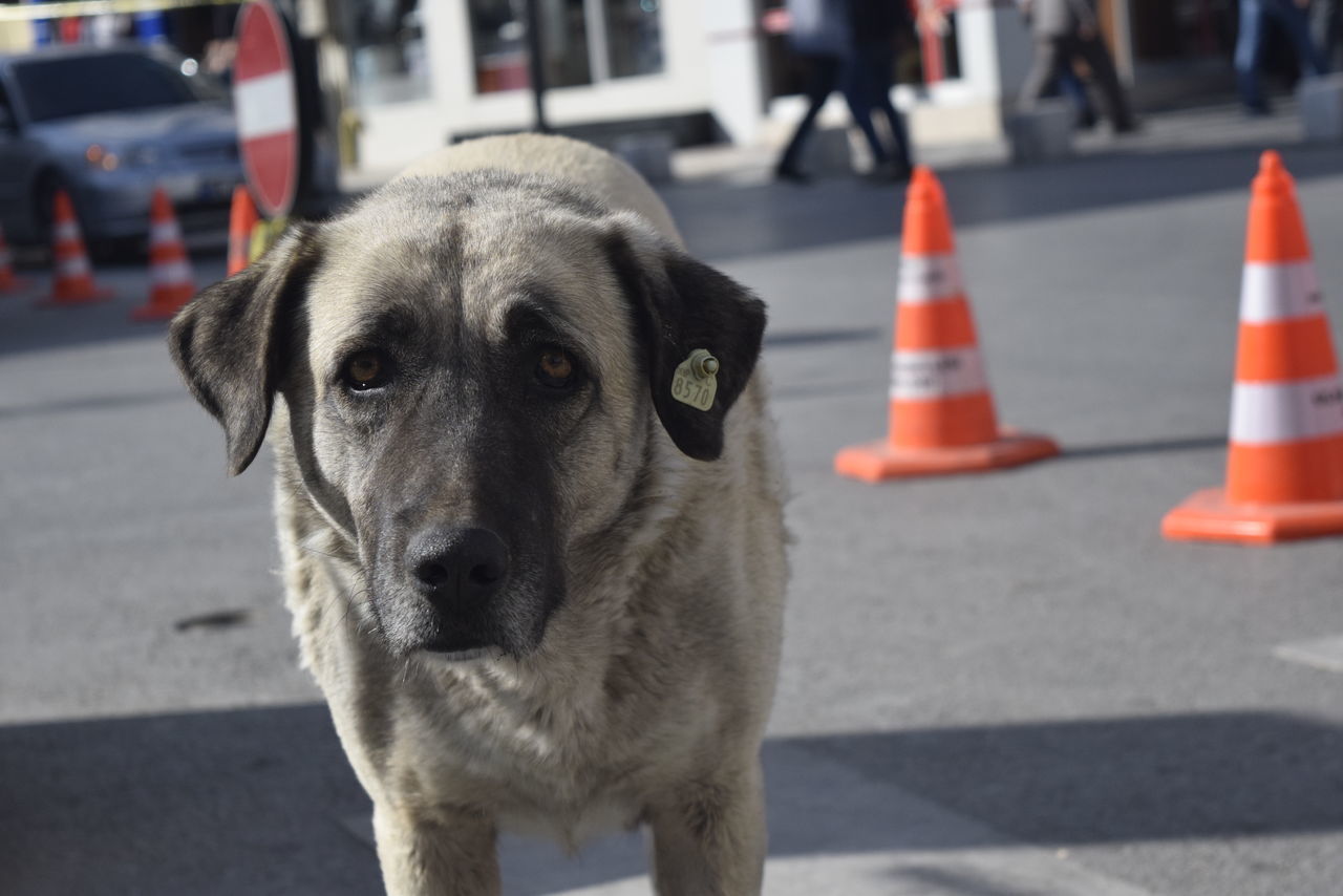 PORTRAIT OF DOG ON ROAD