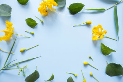 High angle view of yellow flowers