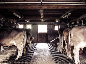 Cows in shed