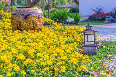 Yellow flowering plants on field against building