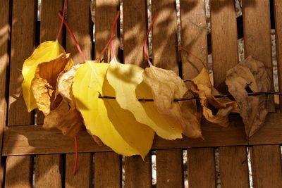 High angle view of yellow leaves hanging on wood