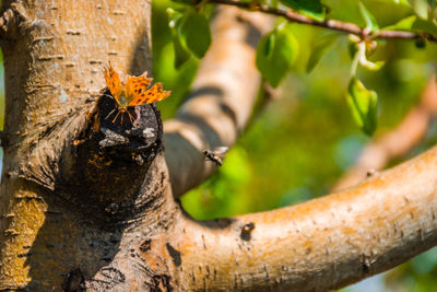 Close-up of insect on tree trunk