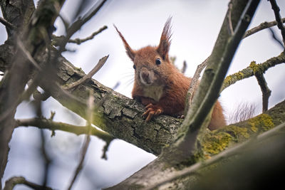 Low angle view of squirrel on tree