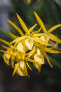 Close-up of yellow flowers