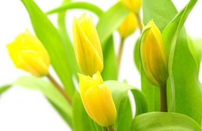 Close-up of yellow tulip