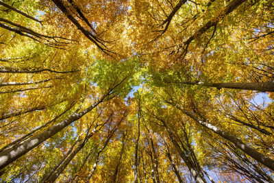 Low angle view of trees in forest during autumn