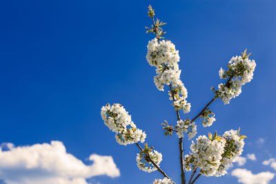 Low angle view of apple blossoms against blue sky