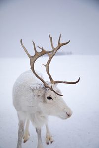 Close-up of deer on snow