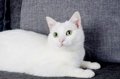 Close-up portrait of a cat