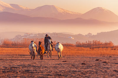 Horses riding horse